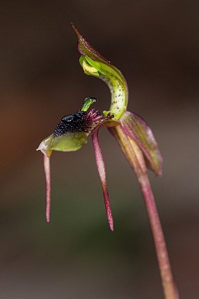 File:Chiloglottis seminuda Macarthur.jpg