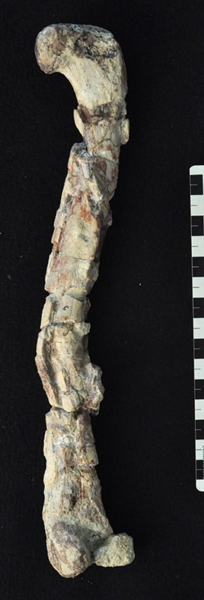 File:Chindesaurus femur.png