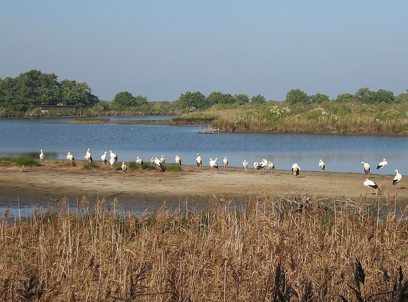 File:Cigognes le teich.jpg