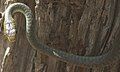 Image 13Common Tree Snake (from Australian snake habitats)