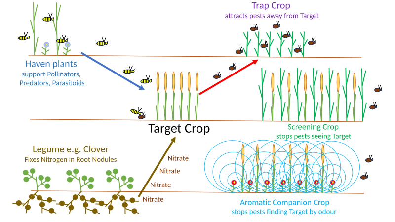 File:Companion Planting Mechanisms.svg