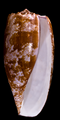 Apertural view