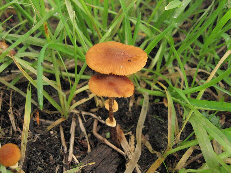 File:Conocybe filaris.jpg