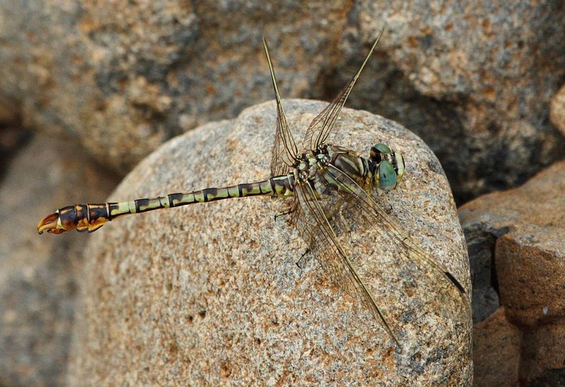 File:Crenigomphus hartmanni.jpg