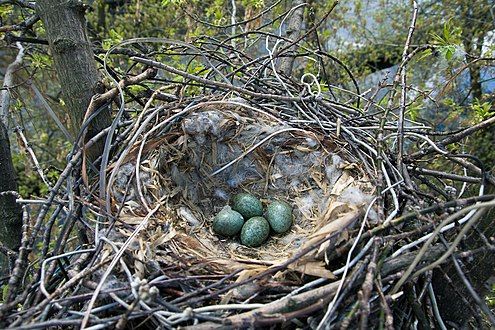 Nest with eggs in urban environment, Moscow