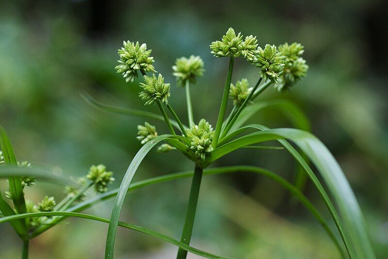 File:Cyperus eragrostis goldengatepark.jpg