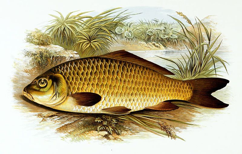 File:Cyprinus carpio 1879.jpg