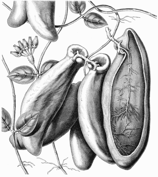 File:Dischidia rafflesiana vMH165.png