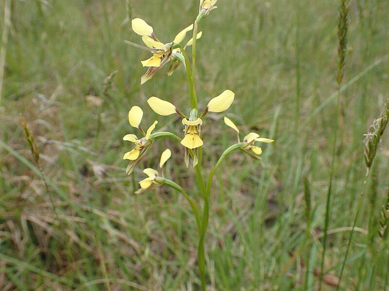 File:Diuris abbreviata habit.jpg