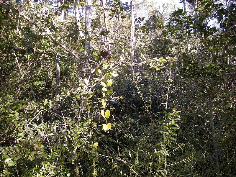 File:Dry rainforest.jpg