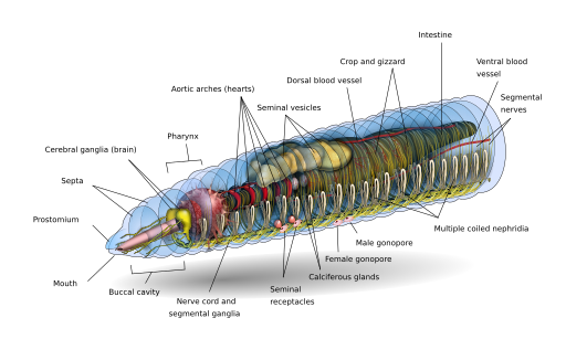 File:Earthworm head.svg