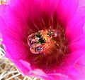 Echinocereus engelmannii