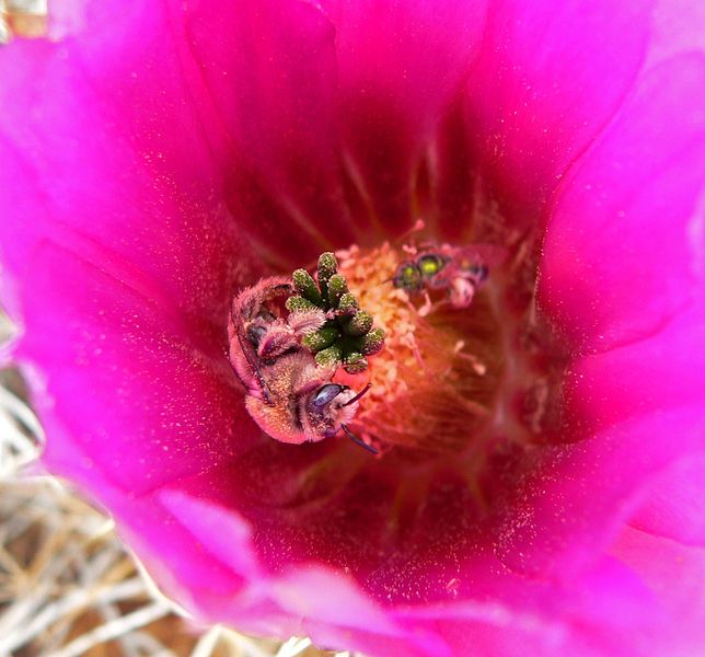 File:Echinocereus engelmannii 4.jpg