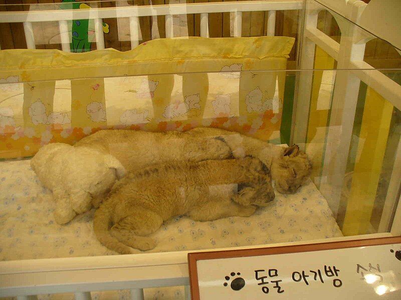 File:EverlandAnimalNursery.jpg