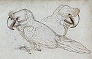 1601 sketch of the broad-billed parrot