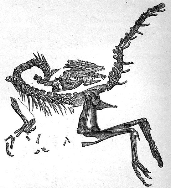 File:German Compsognathus.jpg