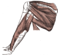 Muscles on the dorsum of the scapula, and the triceps brachii.