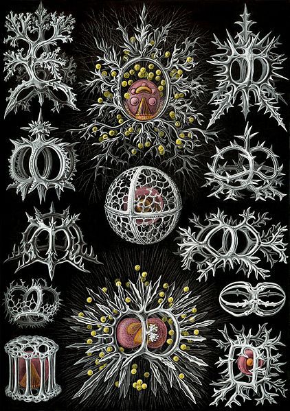 File:Haeckel Stephoidea edit.jpg