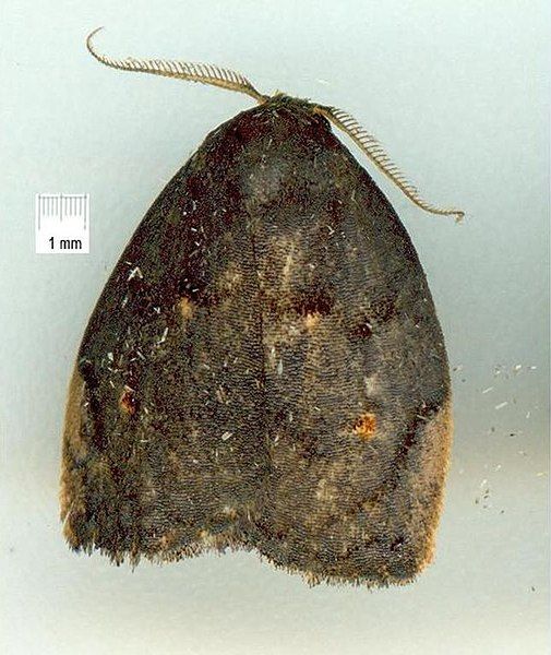 File:Hemonia micrommata 45130565.jpg