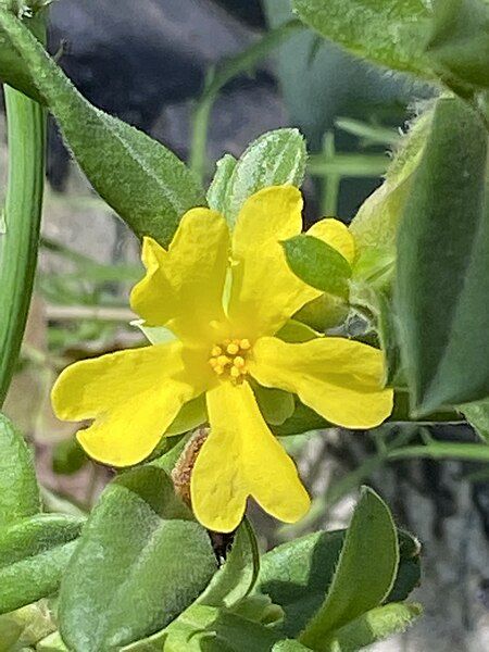 File:Hibbertia circinata flower.jpg