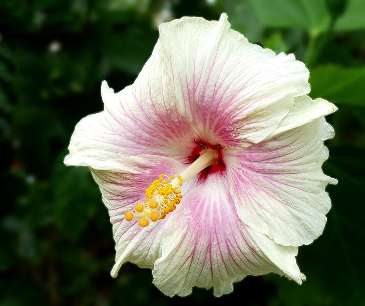 File:Hibiscus Madonna.jpg