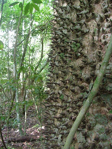 File:Hura bark.JPG