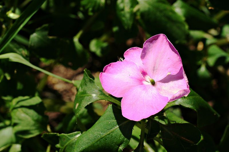 File:Impatiens walleriana.jpg