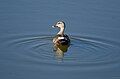 In Agrahara Lake Bangalore