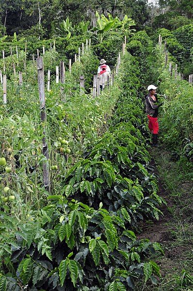 File:Intercropping coffee tomatoes.jpg