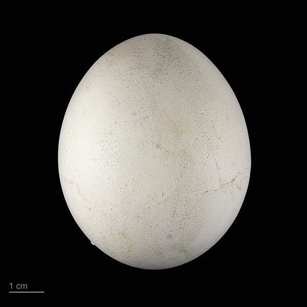 File:Ketupa zeylonensis MHNT.ZOO.2010.11.157.5.jpg