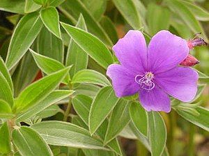 Melastoma malabathricum, Thai: โคลงเคลงขี้นก Khlong Khe Long Khi Nok, a flower seasonally carpeting wide areas of grassland on the higher slopes of the range.