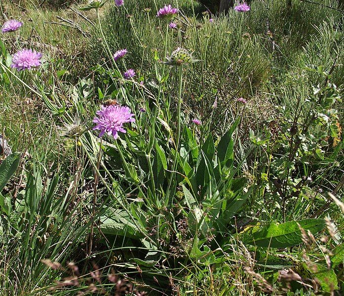 File:Knautia arvernensis.jpg