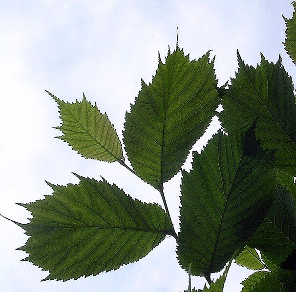 File:Lacinata leaves.jpg