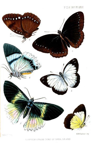 File:Lepidoptera2Rippon1877.jpg