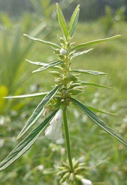 File:Leucas aspera plant.jpg