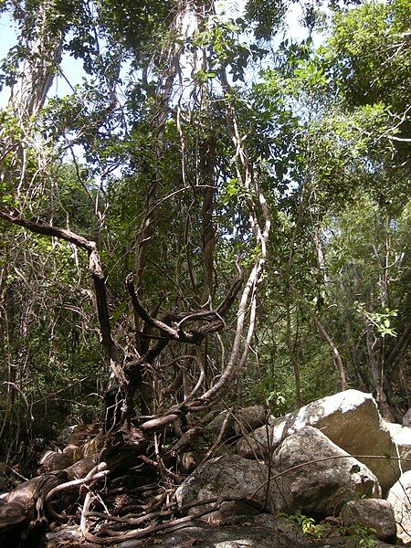 File:Lianas.jpg