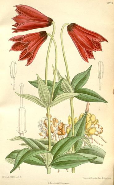 File:Lilium grayi 2.jpg