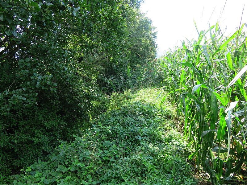 File:Lokavec Mass Grave.jpg