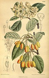 Botanical illustration