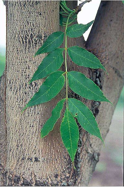 File:Manchurian Ash leaf.jpg