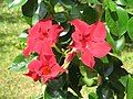 Mandevilla 'Sun Parasol'