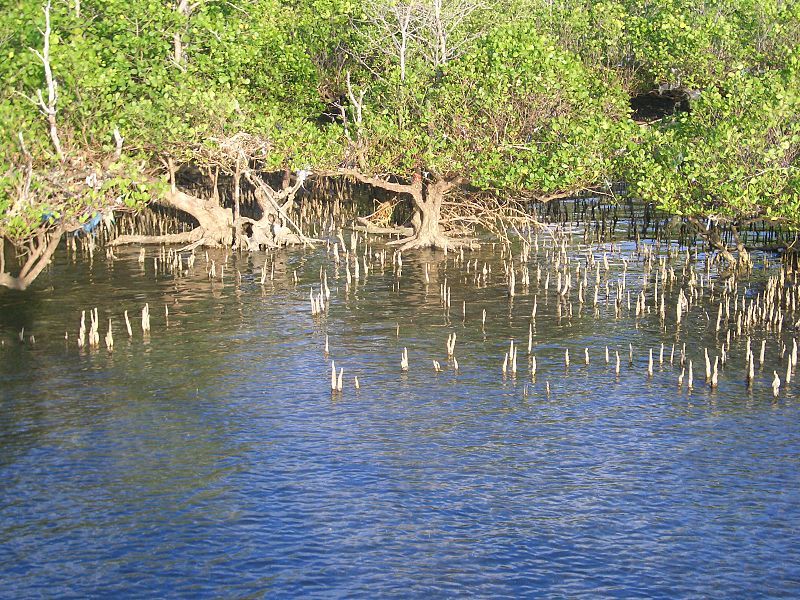 File:Mangrove pneumatophores.JPG