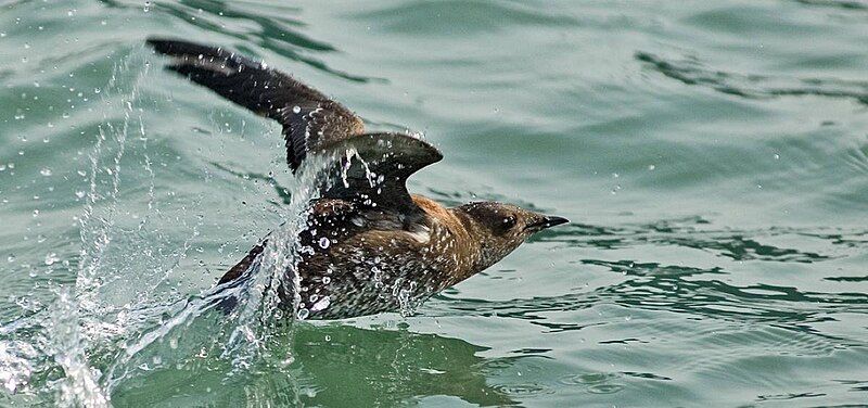 File:Marbled murrelet.jpg