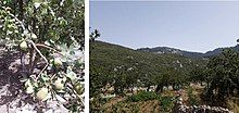 Illustrations of fruit plantations in the environs of Chefchaouen.