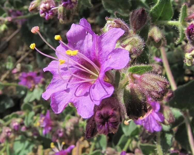 File:Mirabilis LaevisCrassifolia 6712.JPG