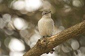 Adult ashy flycatcher