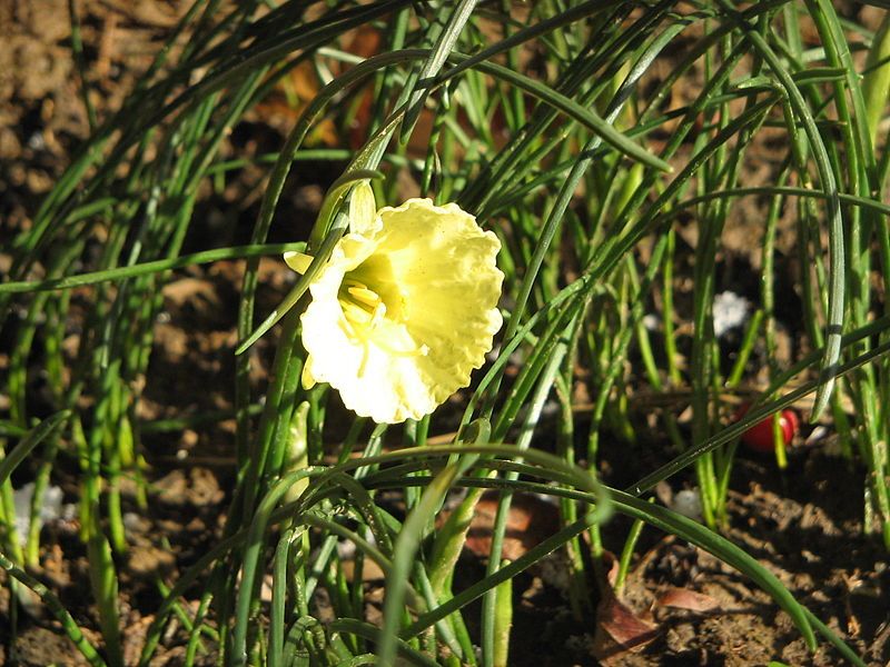 File:Narcissus romieuxii4.jpg