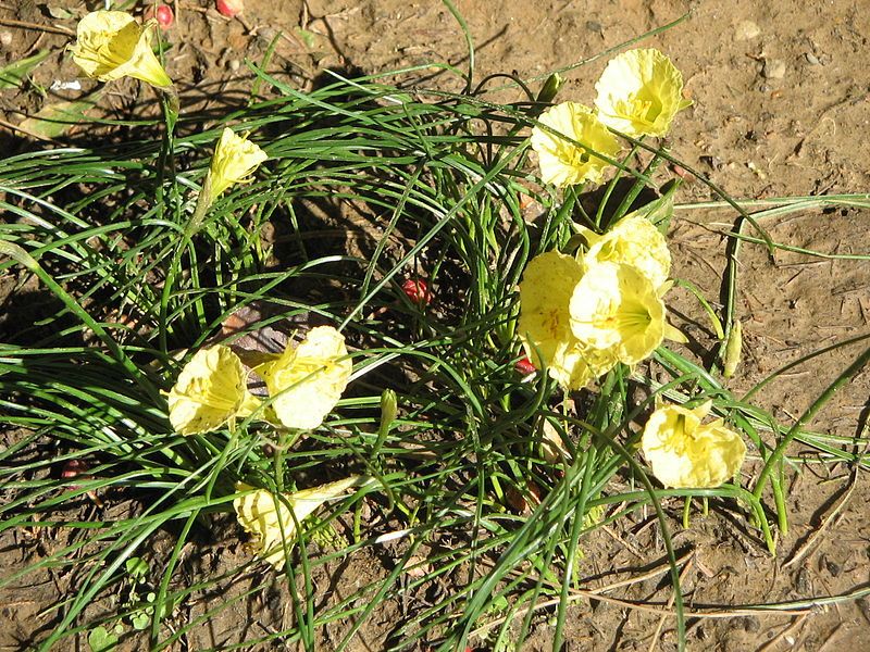 File:Narcissus romieuxii clump.jpg