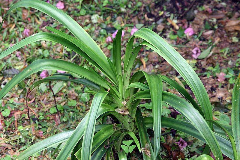 File:Nerine falcata 0zz.jpg