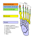 Bones of foot